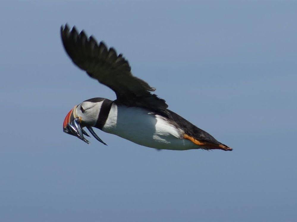 Farne Island Rooms Seahouses Eksteriør bilde
